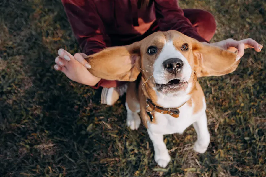 Beagle on the lawn with owner